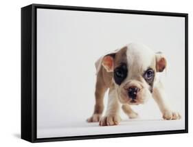 Bulldog Puppy-Jim Craigmyle-Framed Stretched Canvas