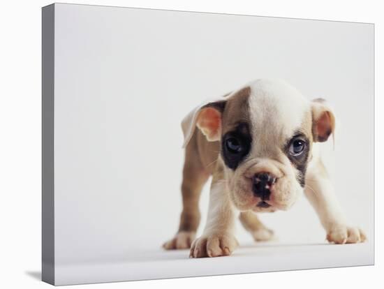 Bulldog Puppy-Jim Craigmyle-Stretched Canvas