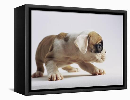 Bulldog Puppy-Jim Craigmyle-Framed Stretched Canvas