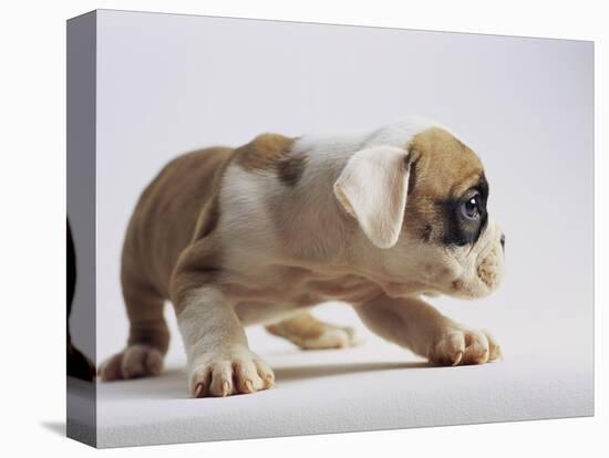Bulldog Puppy-Jim Craigmyle-Stretched Canvas