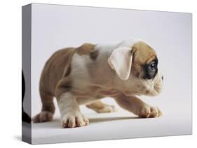 Bulldog Puppy-Jim Craigmyle-Stretched Canvas