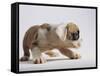 Bulldog Puppy-Jim Craigmyle-Framed Stretched Canvas