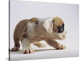 Bulldog Puppy-Jim Craigmyle-Stretched Canvas