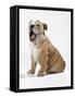 Bulldog Puppy-null-Framed Stretched Canvas