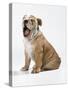Bulldog Puppy-null-Stretched Canvas