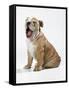 Bulldog Puppy-null-Framed Stretched Canvas