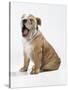 Bulldog Puppy-null-Stretched Canvas