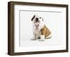 Bulldog Puppy-Peter M^ Fisher-Framed Photographic Print