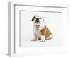 Bulldog Puppy-Peter M^ Fisher-Framed Photographic Print