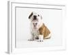 Bulldog Puppy-Peter M^ Fisher-Framed Photographic Print