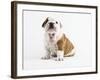 Bulldog Puppy-Peter M^ Fisher-Framed Photographic Print