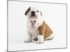 Bulldog Puppy-Peter M^ Fisher-Mounted Photographic Print