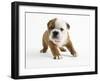 Bulldog Puppy-Peter M. Fisher-Framed Photographic Print