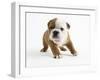 Bulldog Puppy-Peter M. Fisher-Framed Photographic Print