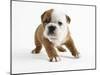 Bulldog Puppy-Peter M. Fisher-Mounted Photographic Print