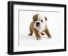 Bulldog Puppy-Peter M. Fisher-Framed Photographic Print