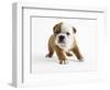 Bulldog Puppy-Peter M. Fisher-Framed Photographic Print