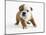 Bulldog Puppy-Peter M. Fisher-Mounted Photographic Print