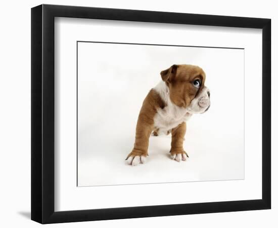 Bulldog Puppy-Peter M^ Fisher-Framed Photographic Print