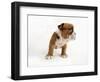 Bulldog Puppy-Peter M. Fisher-Framed Photographic Print