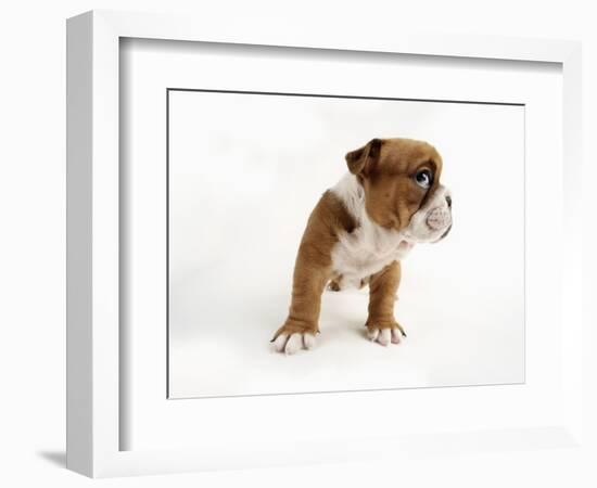 Bulldog Puppy-Peter M^ Fisher-Framed Photographic Print