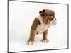 Bulldog Puppy-Peter M. Fisher-Mounted Photographic Print