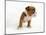 Bulldog Puppy-Peter M. Fisher-Mounted Photographic Print