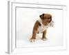 Bulldog Puppy-Peter M. Fisher-Framed Photographic Print