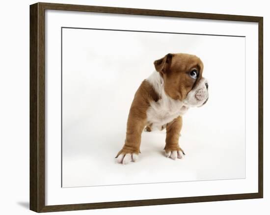 Bulldog Puppy-Peter M. Fisher-Framed Photographic Print