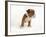 Bulldog Puppy-Peter M. Fisher-Framed Photographic Print