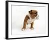 Bulldog Puppy-Peter M. Fisher-Framed Photographic Print