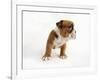 Bulldog Puppy-Peter M. Fisher-Framed Photographic Print