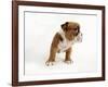 Bulldog Puppy-Peter M. Fisher-Framed Photographic Print