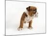 Bulldog Puppy-Peter M. Fisher-Mounted Photographic Print