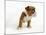 Bulldog Puppy-Peter M^ Fisher-Mounted Photographic Print