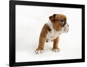 Bulldog Puppy-Peter M. Fisher-Framed Photographic Print