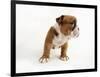 Bulldog Puppy-Peter M. Fisher-Framed Photographic Print