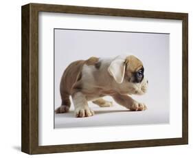 Bulldog Puppy-Jim Craigmyle-Framed Photographic Print