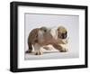 Bulldog Puppy-Jim Craigmyle-Framed Photographic Print