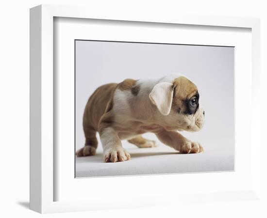 Bulldog Puppy-Jim Craigmyle-Framed Photographic Print