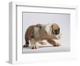 Bulldog Puppy-Jim Craigmyle-Framed Photographic Print