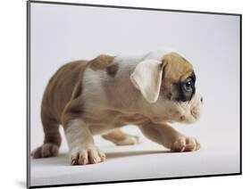 Bulldog Puppy-Jim Craigmyle-Mounted Photographic Print