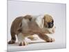 Bulldog Puppy-Jim Craigmyle-Mounted Photographic Print