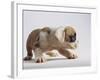 Bulldog Puppy-Jim Craigmyle-Framed Photographic Print