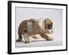 Bulldog Puppy-Jim Craigmyle-Framed Photographic Print