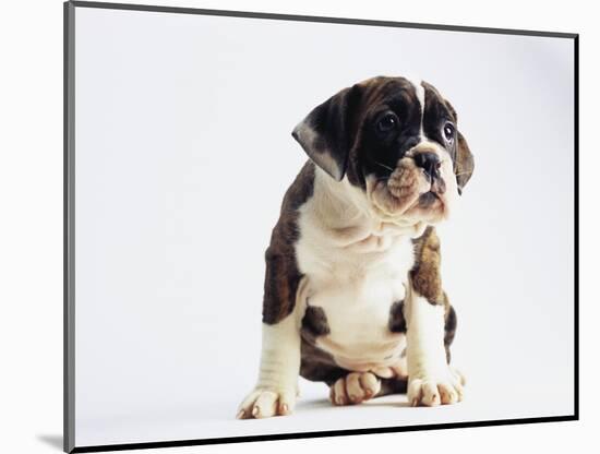 Bulldog Puppy-Jim Craigmyle-Mounted Photographic Print