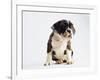 Bulldog Puppy-Jim Craigmyle-Framed Photographic Print