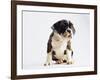 Bulldog Puppy-Jim Craigmyle-Framed Photographic Print