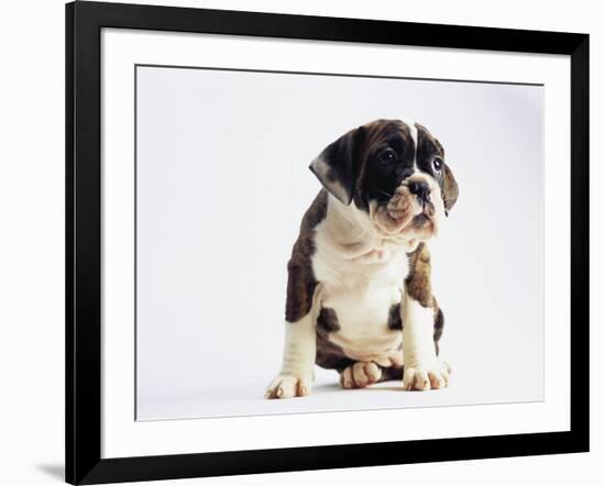 Bulldog Puppy-Jim Craigmyle-Framed Photographic Print