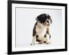 Bulldog Puppy-Jim Craigmyle-Framed Photographic Print